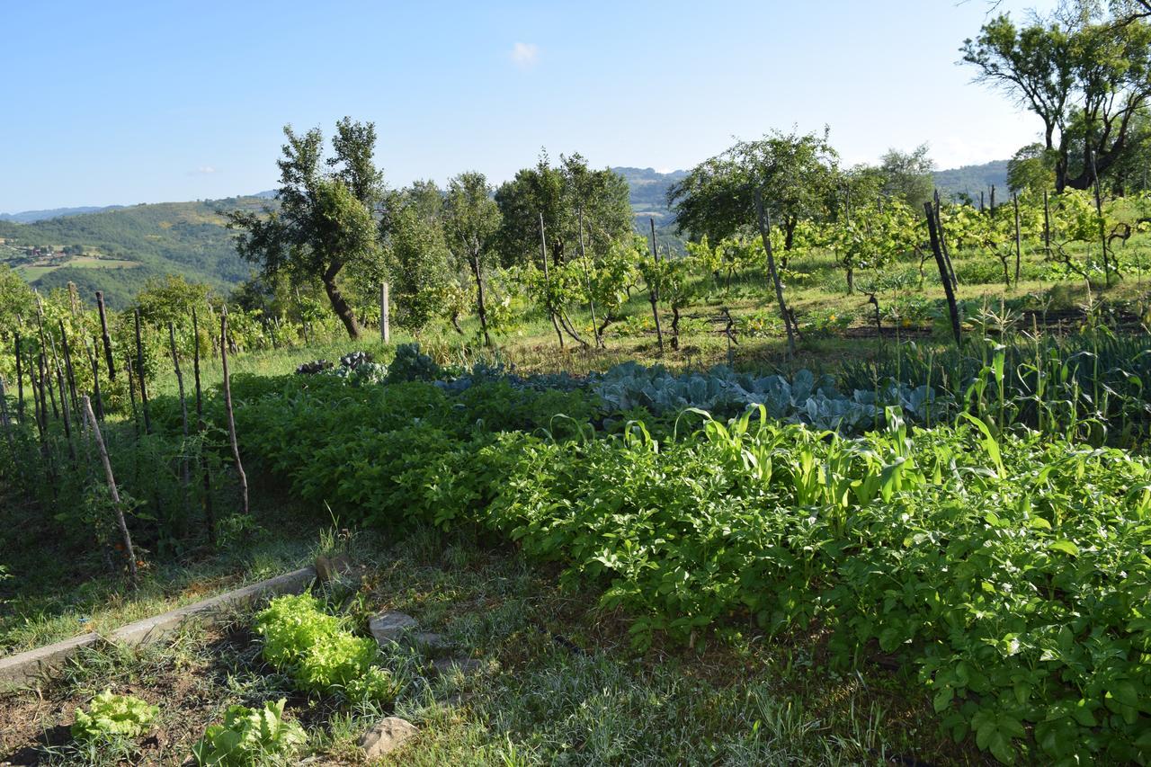 Agriturismo Terra Selvatica Valfabbrica Dış mekan fotoğraf