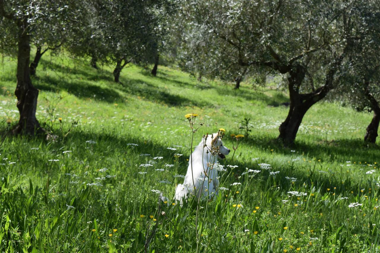 Agriturismo Terra Selvatica Valfabbrica Dış mekan fotoğraf